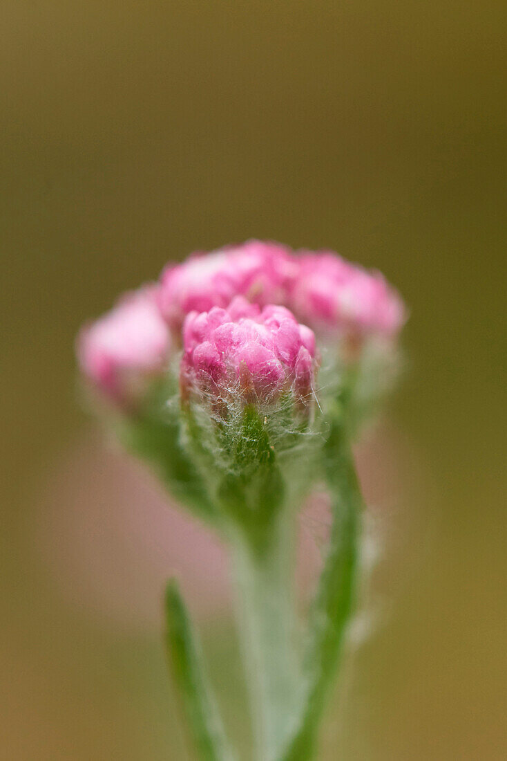 Nahaufnahme von Blüten des Berg-Ewigkeitskrauts (Antennaria dioica) im Frühsommer, Oberpfalz, Bayern, Deutschland