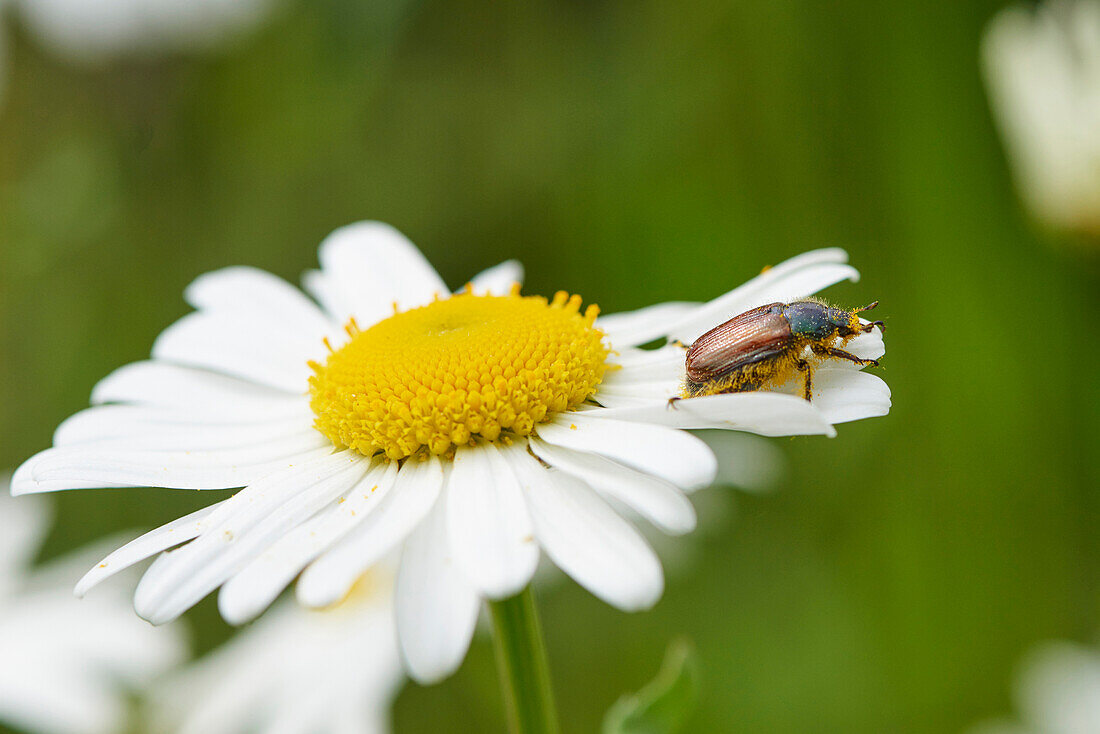 Nahaufnahme eines kleinen Käfers auf der Blüte des Margeritenröhrlings (Leucanthemum vulgare) im Frühsommer, Oberpfalz, Bayern, Deutschland