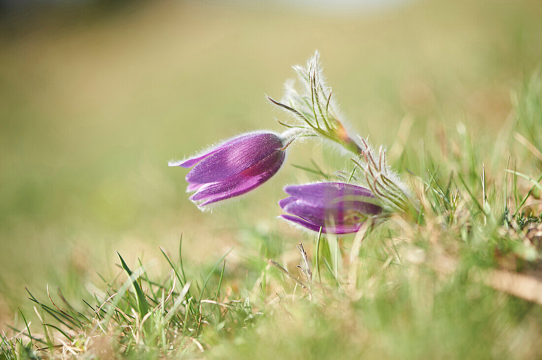 Close-up of pasque flower (Pulsatilla vulgaris) blossoms on a meadow in spring, Upper Palatinate, Bavaria, Germany