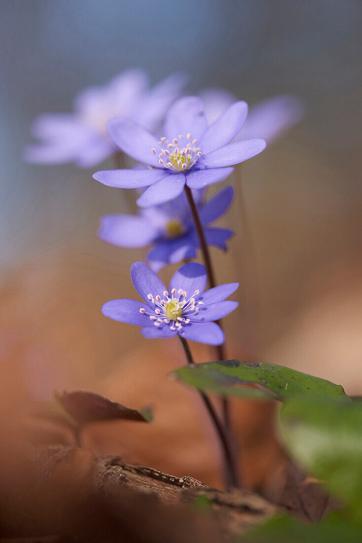 Nahaufnahme von Gemeinem Leberblümchen (Anemone hepatica) auf dem Waldboden im zeitigen Frühjahr, Oberpfalz, Bayern, Deutschland