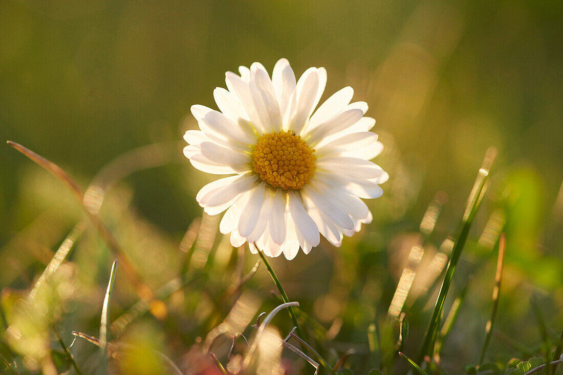 Close-up of Common Daisy (Bellis perennis) in Meadow in Spring, Upper Palatinate, Bavaria, Germany