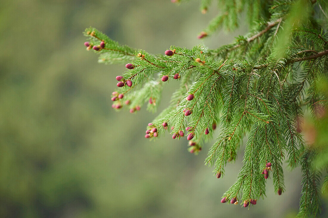 Nahaufnahme von jungen Fichtenzapfen (Picea abies) im Frühling, Bayern, Deutschland