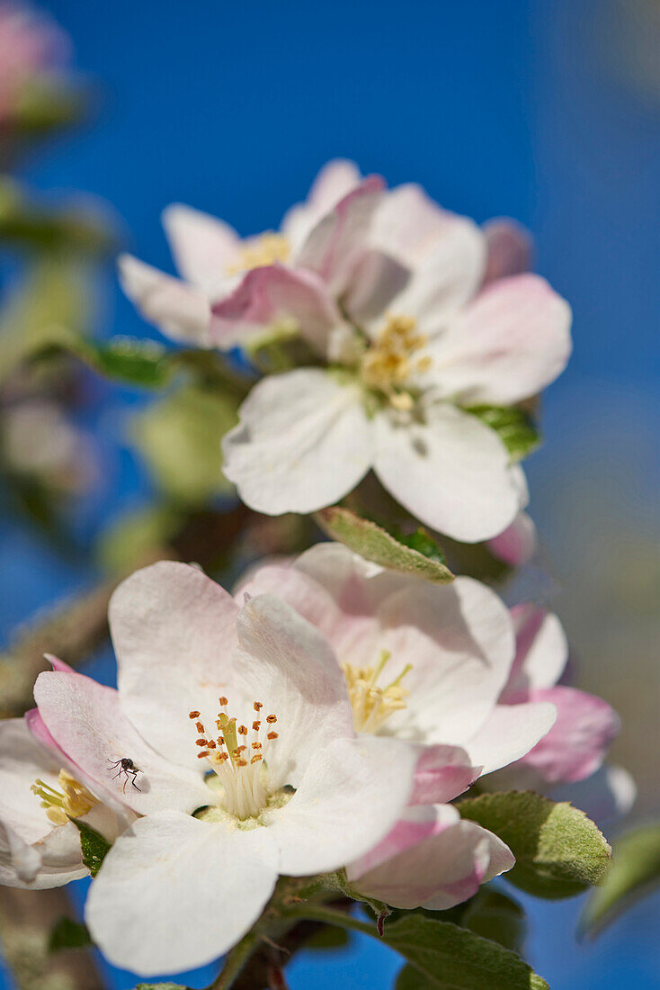 Nahaufnahme von Apfelblüten (Malus domestica) im Frühling, Bayern, Deutschland