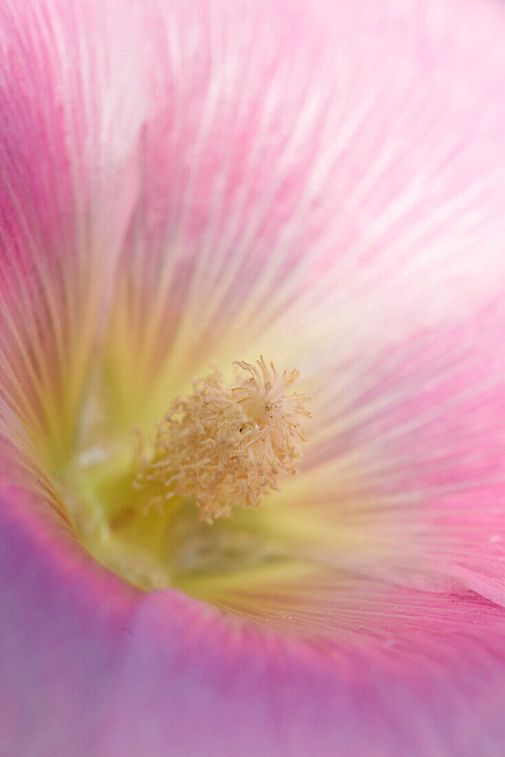 Nahaufnahme von Gemeiner Stockrose (Alcea rosea) Blüte im Garten im Sommer, Deutschland