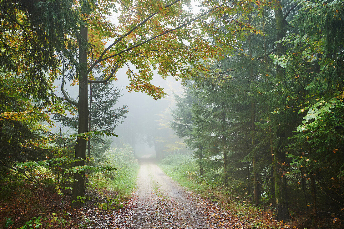 Straße durch nebligen Wald im Herbst, Oberpfalz, Bayern, Deutschland