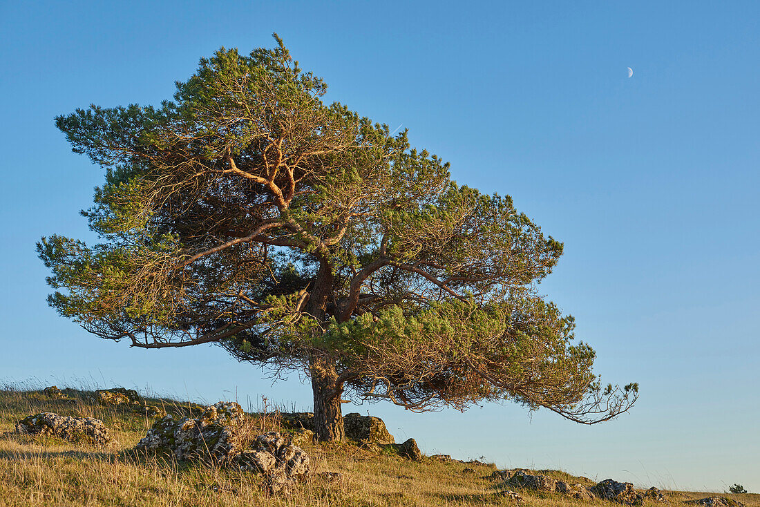 Scots pine tree (Pinus sylvestris) on hill in autumn, Upper Palatinate, Bavaria, Germany