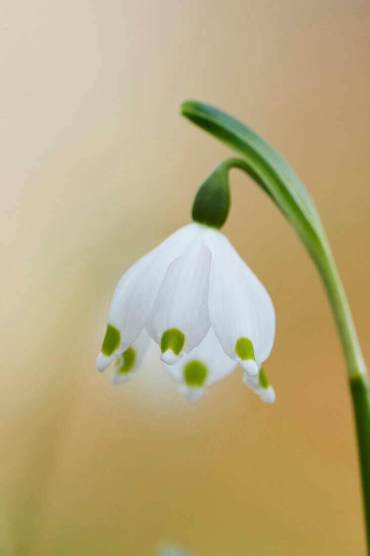 Nahaufnahme der Frühlingsschneeflocke (Leucojum vernum) beim Blühen im Frühling, Oberpfalz, Bayern, Deutschland