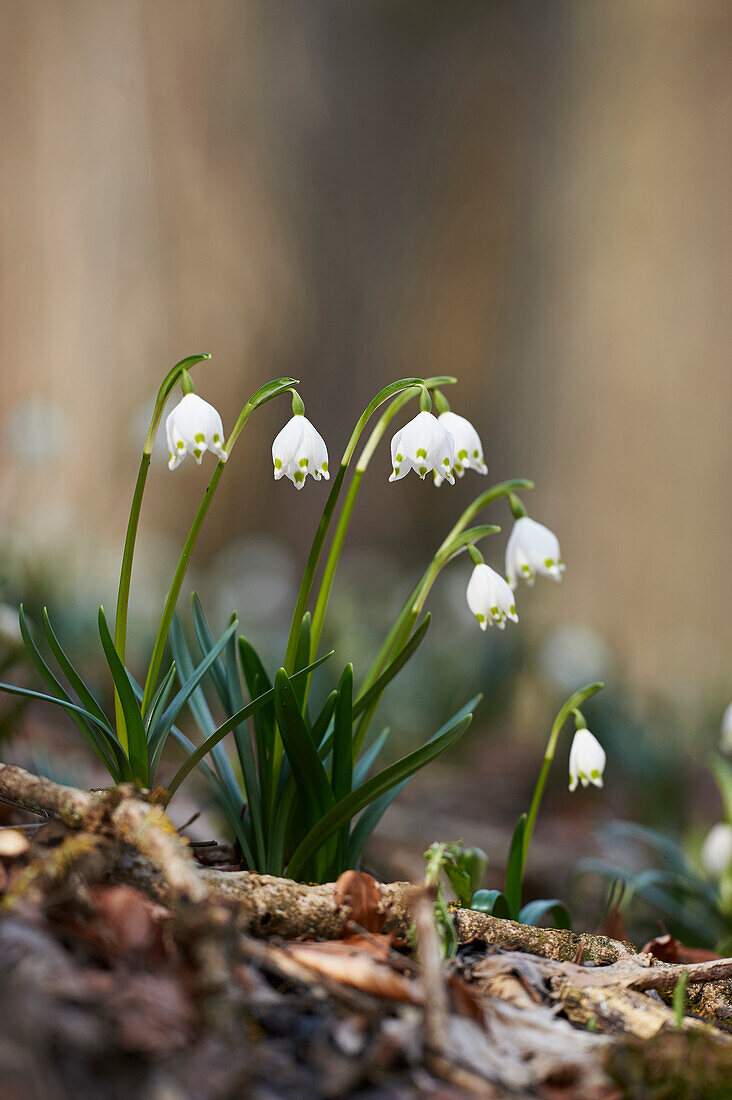 Close-up of Spring Snowflake (Leucojum vernum) Blooming in Spring, Upper Palatinate, Bavaria, Germany