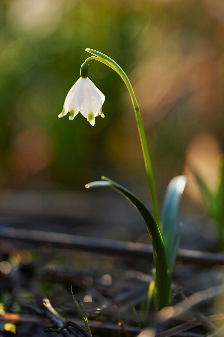 Nahaufnahme der Frühlingsschneeflocke (Leucojum vernum) Blühend im Frühling, Oberpfalz, Bayern, Deutschland