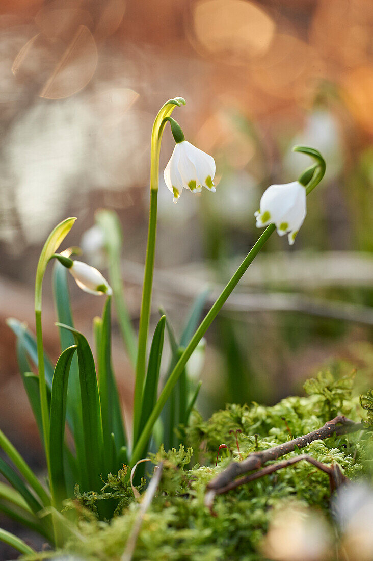 Nahaufnahme von Frühlingsschneeflocken (Leucojum vernum) blühend im Frühling, Oberpfalz, Bayern, Deutschland