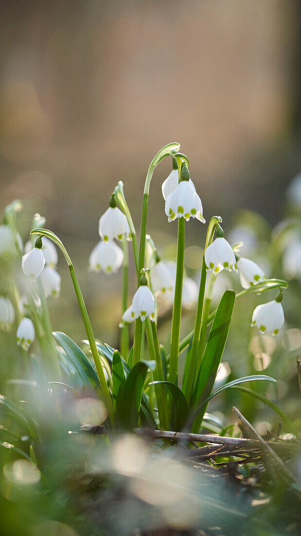 Nahaufnahme von Frühlingsschneeflocken (Leucojum vernum) Blühend im Frühling, Oberpfalz, Bayern, Deutschland