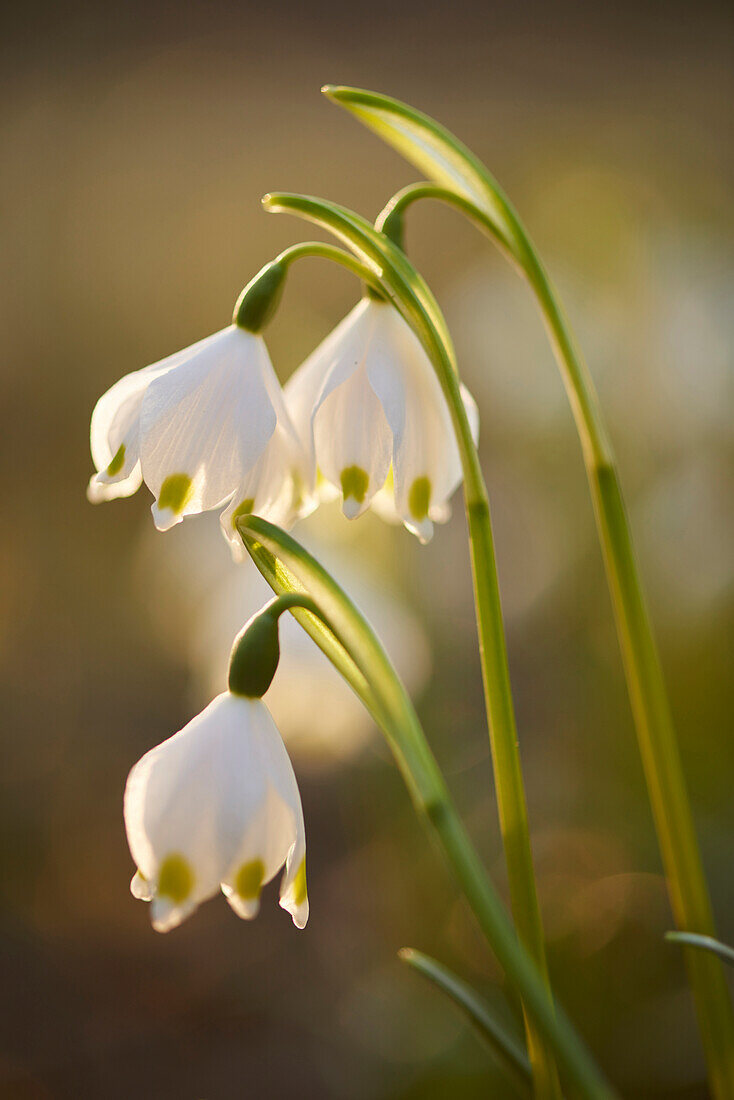 Nahaufnahme von Frühlingsschneeflocken (Leucojum vernum) Blühend im Frühling, Oberpfalz, Bayern, Deutschland