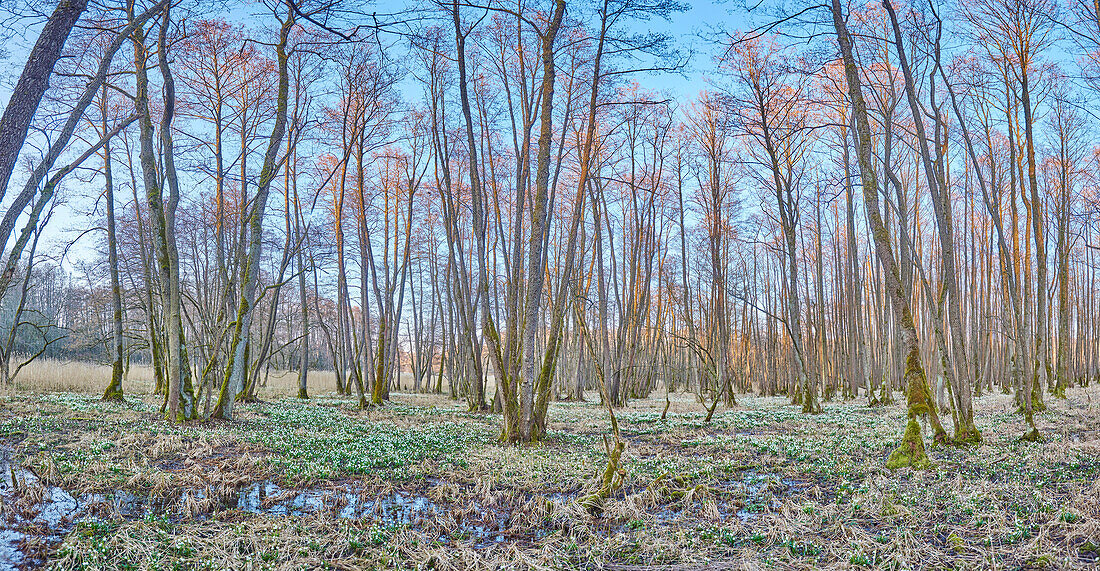 Landscape with Spring Snowflakes (Leucojum vernum) Blooming in Swamp in Spring, Upper Palatinate, Bavaria, Germany