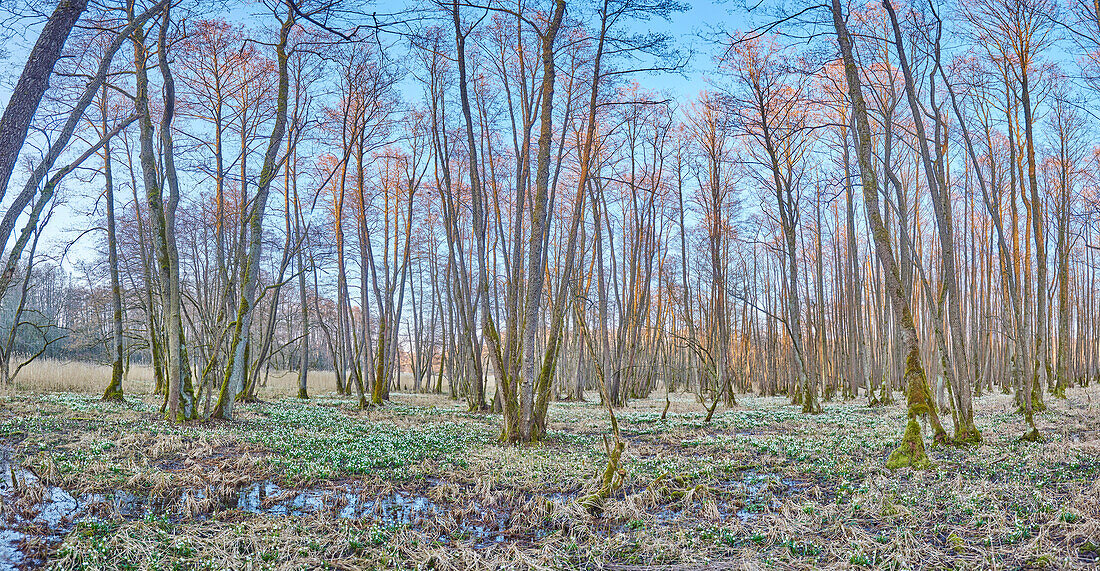 Landschaft mit Frühlingsschneeflocken (Leucojum vernum) Blühend im Sumpf im Frühling, Oberpfalz, Bayern, Deutschland