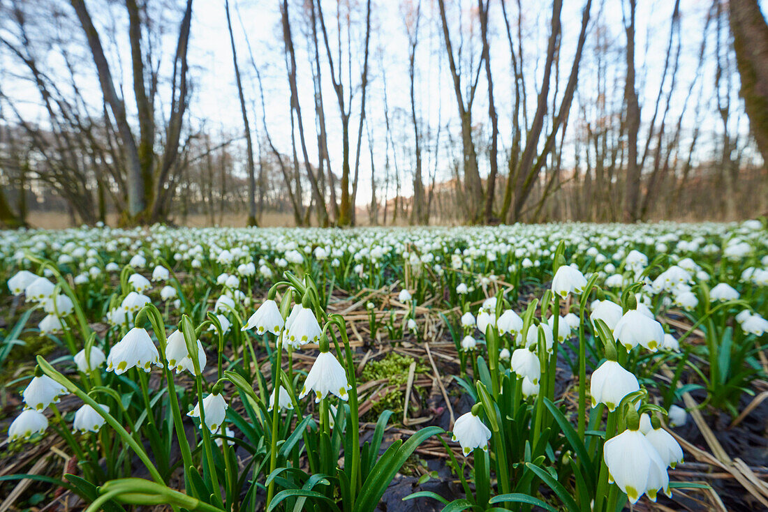 Landschaft mit Frühlingsschneeflocke (Leucojum vernum) Blühend im Sumpf im Frühling, Oberpfalz, Bayern, Deutschland