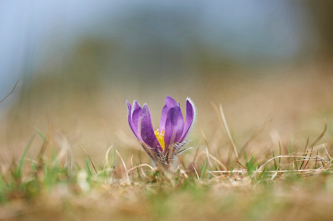 Close-up of Common Pasque Flower (Pulsatilla vulgaris) Blossom in Spring, Bavaria, Germany