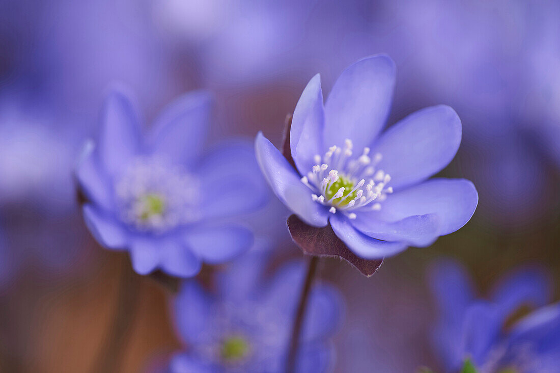 Close-up of Common Hepatica (Anemone hepatica) Blossoms in Forest in Spring, Bavaria, Germany