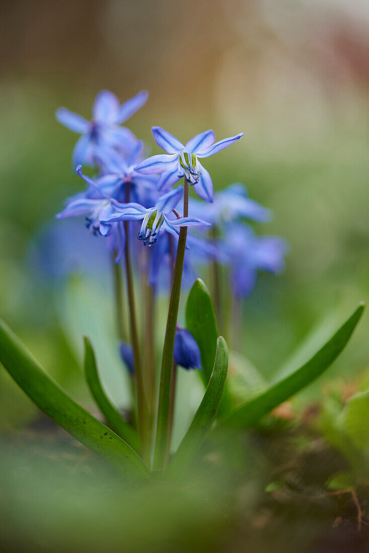 Close-up of Alpine Squill (Scilla bifolia) Blossoms in Garden in Spring, Bavaria, Germany