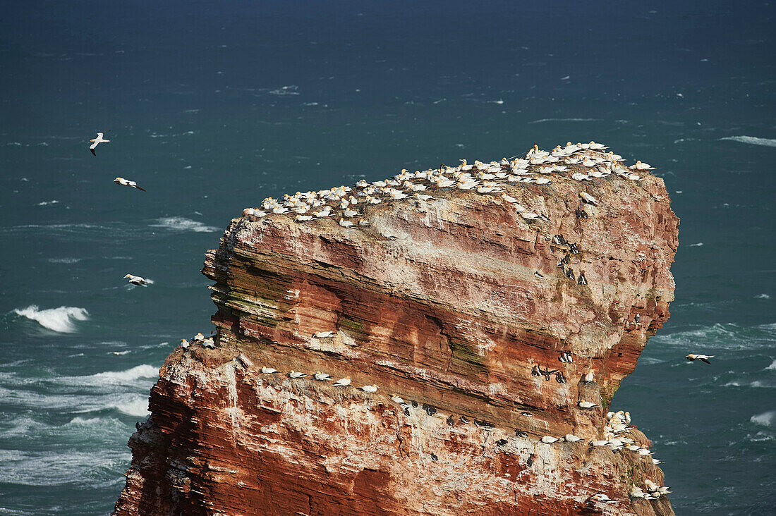 Blick auf Küstenklippen, die von nistenden Seevögeln genutzt werden, mit Basstölpeln (Morus bassanus) und Muränen (Uria aalge) im Frühjahr (April) auf Helgoland, einer kleinen Insel in Norddeutschland