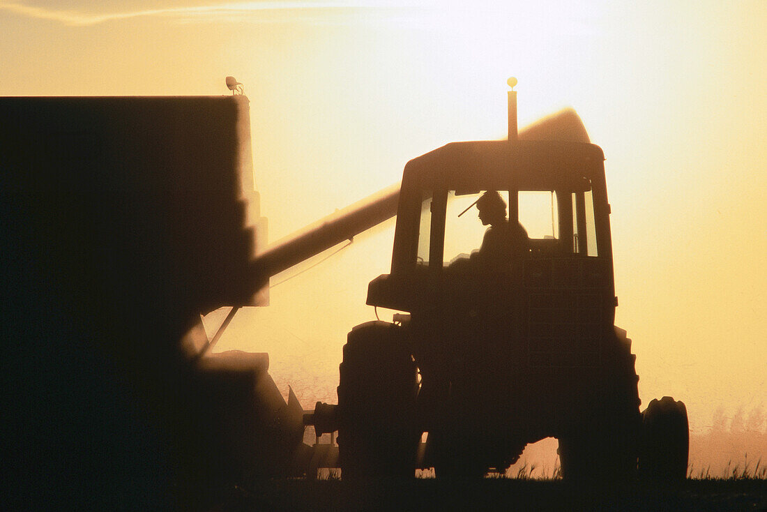 Farmer in Tractor During Harvest