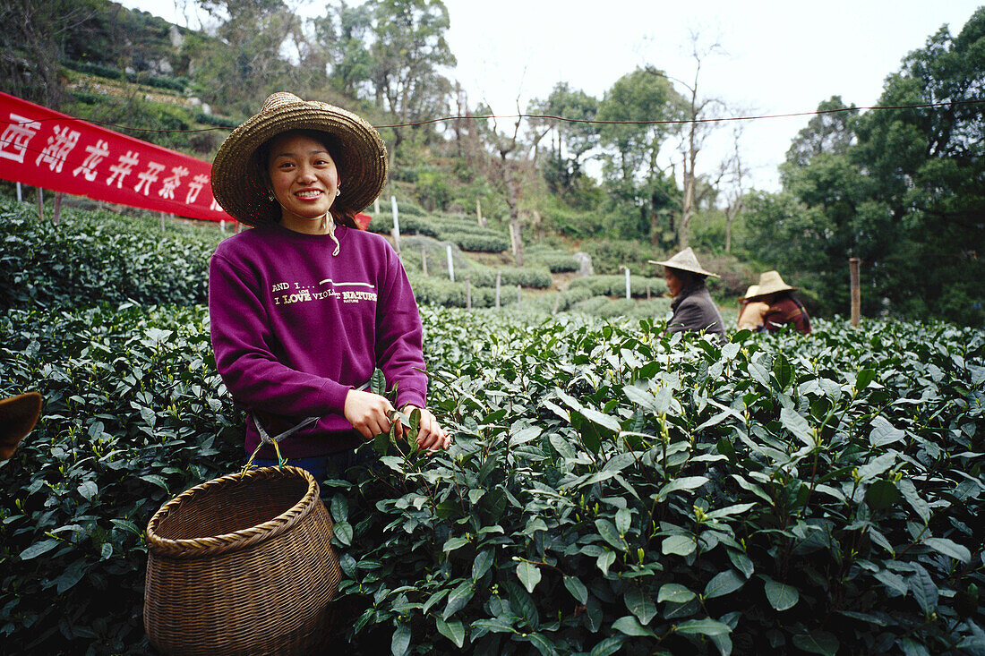 Frau beim Teepflücken, Hangzhou, China