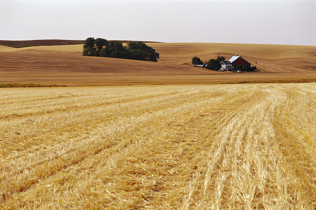 Getreidefeld, Washington, USA