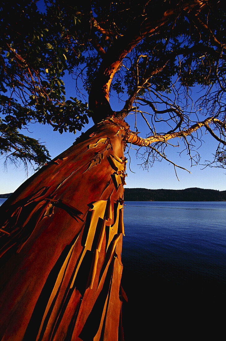 Arbutus Baum, Britisch-Kolumbien, Kanada