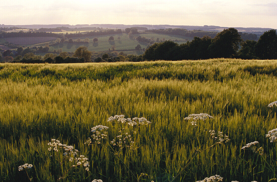 Übersicht über Felder, Gloucestershire, England