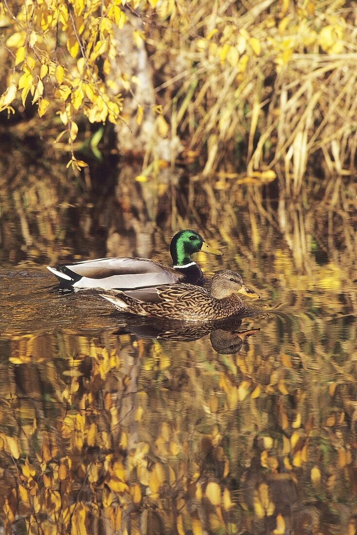 Mallard Ducks