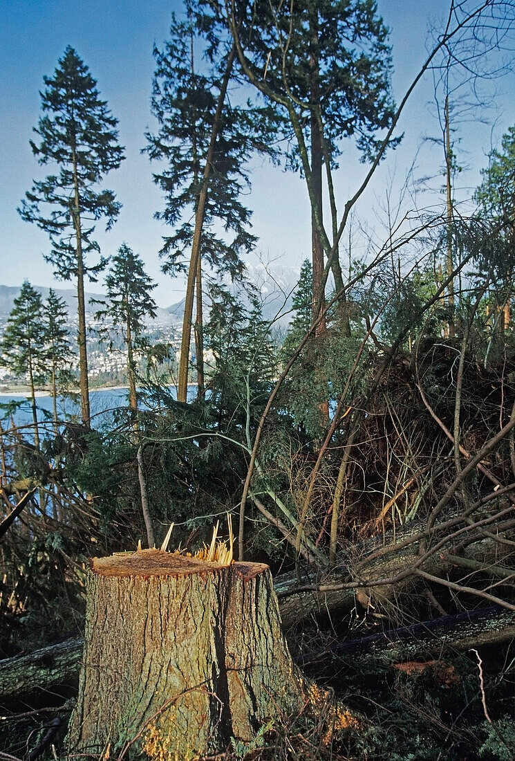 Windgeschädigter Baum im Stanley Park Vancouver, British Columbia, Kanada