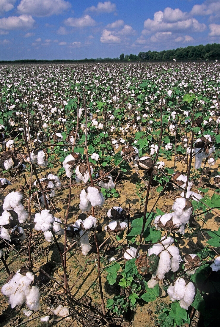 Cotton Field, Tennessee, USA