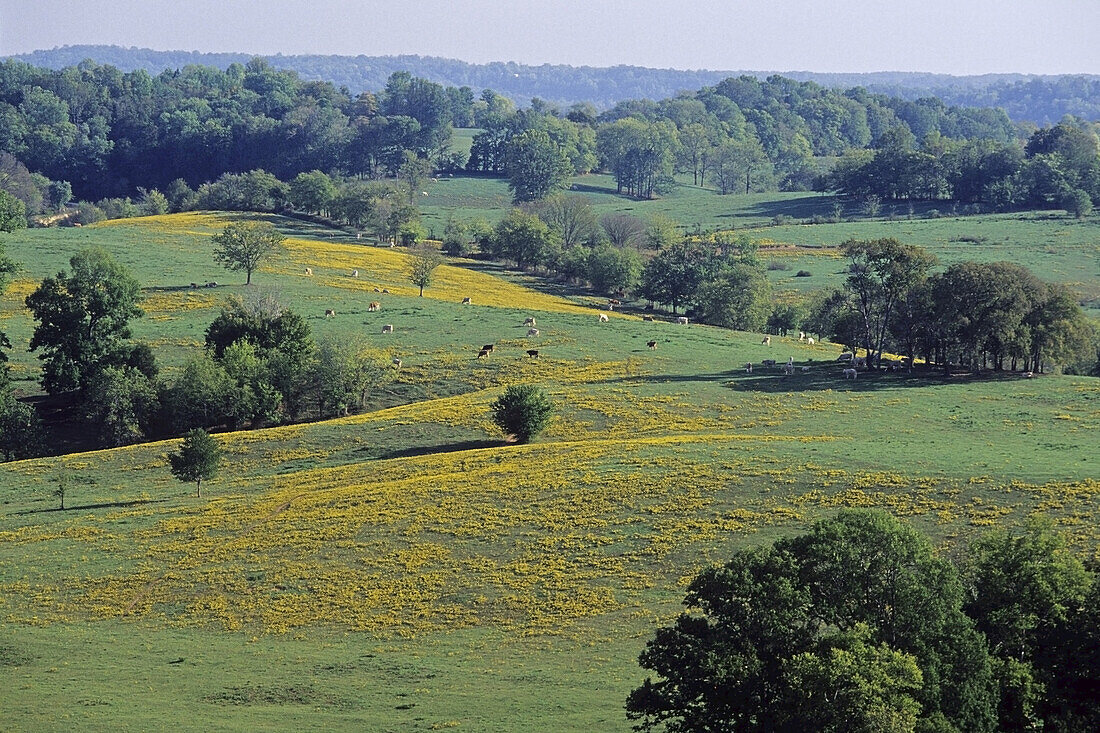 Overview of Pastures, Natchez Trace Parkway, Tennessee, USA