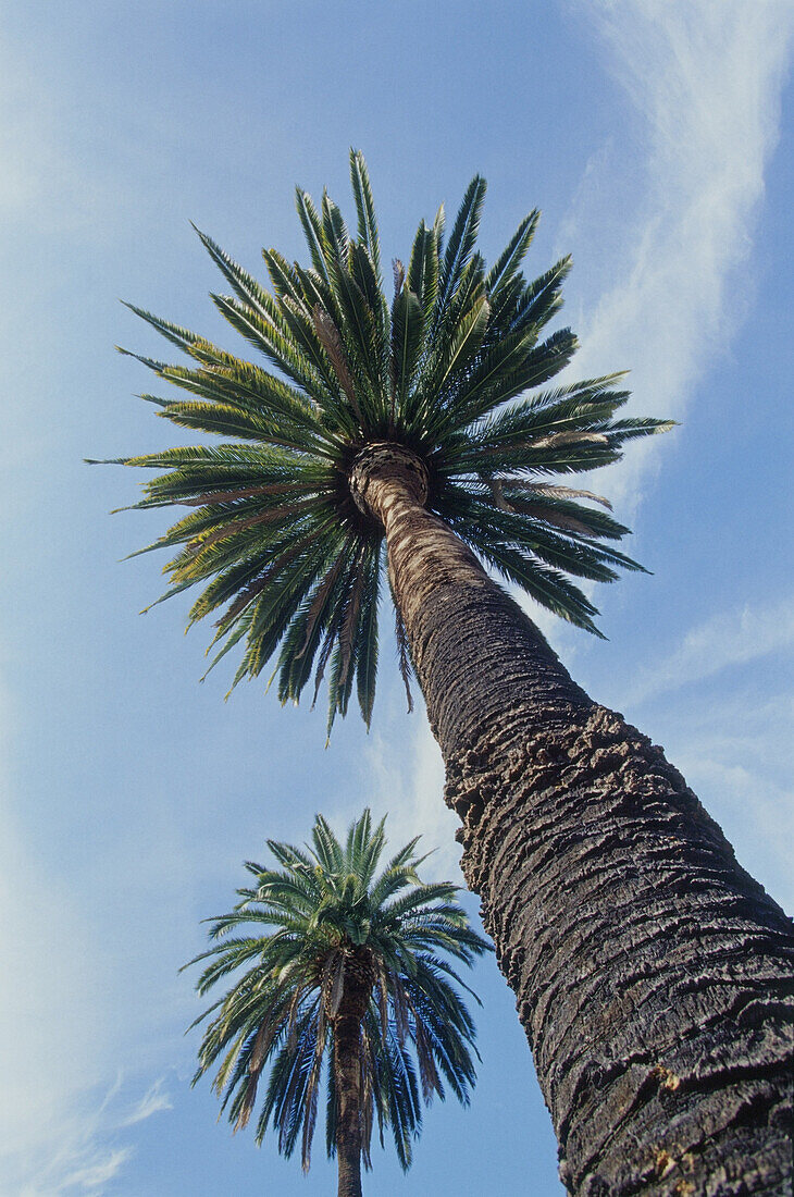 Palmen vor blauem Himmel