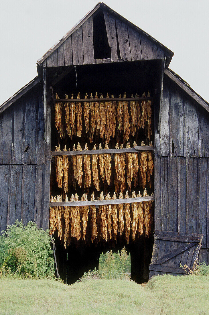 Tobacco Drying in Barn, Tennessee, USA