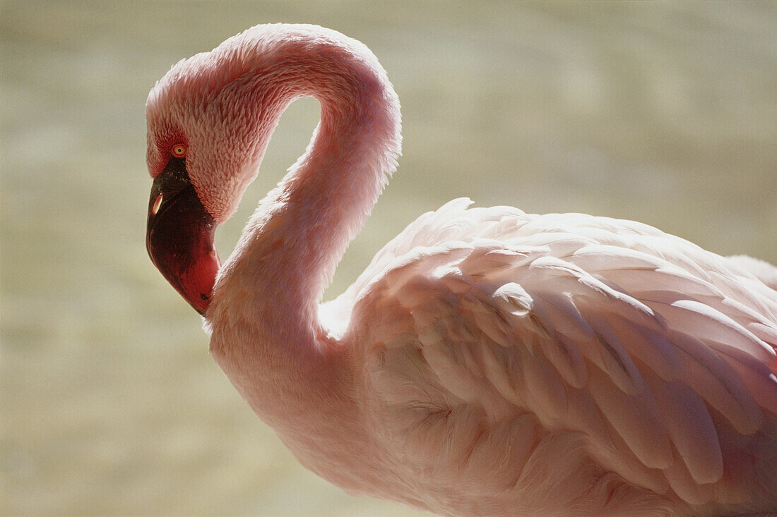 Flamingo, San Diego Zoo, Kalifornien, USA