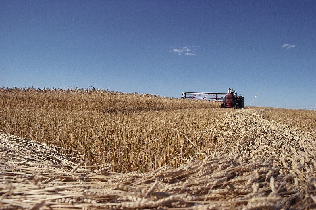 Swathing Manitoba, Canada