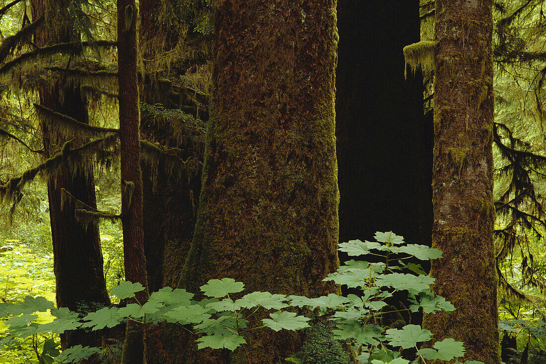 Old Growth Forest Clayoquot Sound British Columbia, Canada