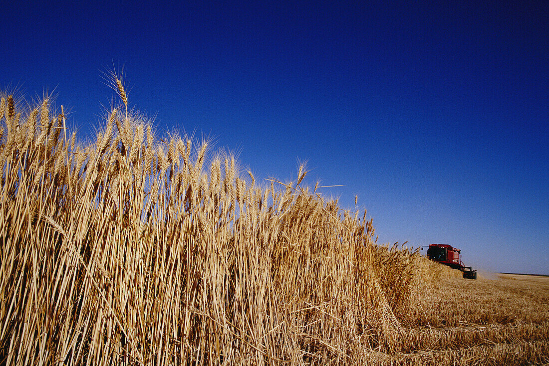Combine Harvesting Wheat