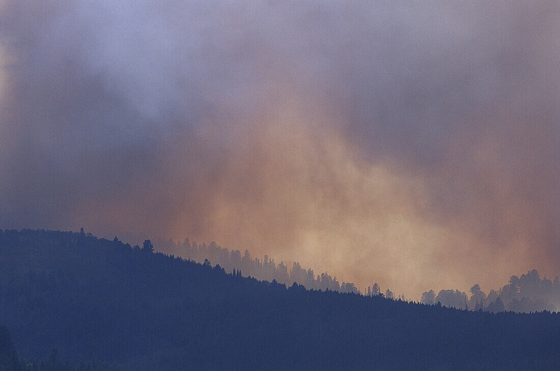 Forest Fire