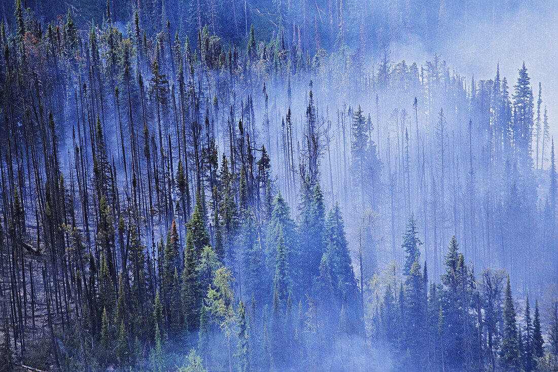 Forest Fire, British Columbia, Canada