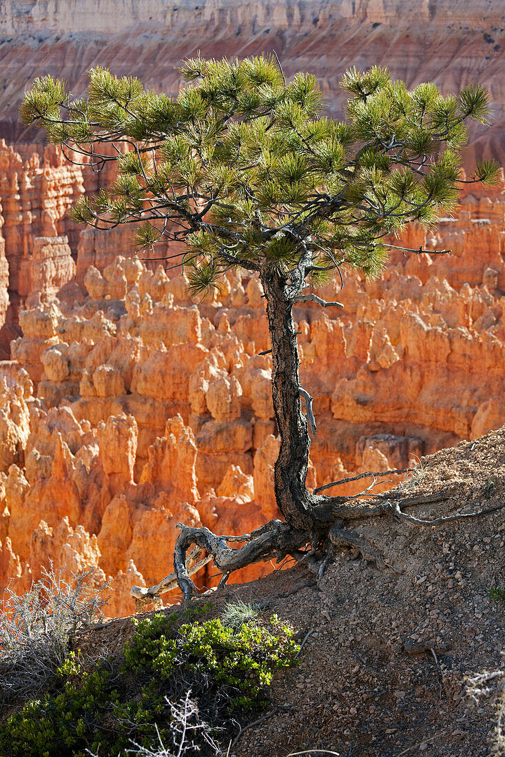 Bryce Canyon National Park, Utah, USA