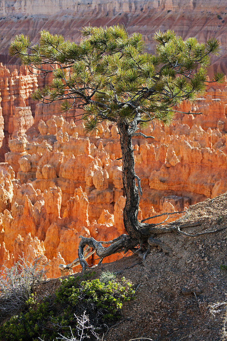 Bryce-Canyon-Nationalpark, Utah, USA