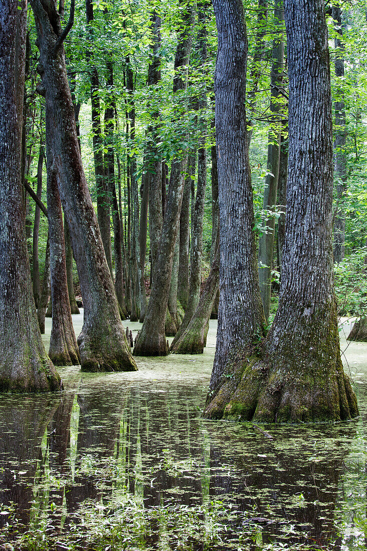 Zypressen-Sumpf, Natchez Trace Parkway, Mississippi, USA