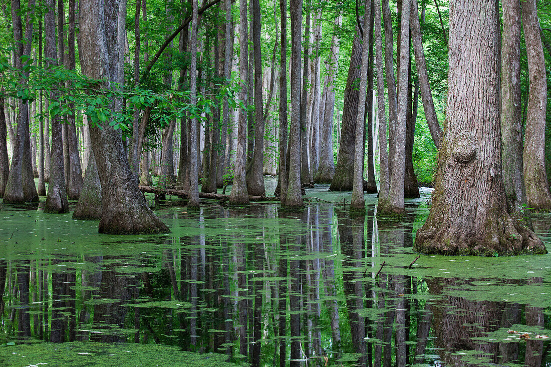 Cypress Swamp, Natchez Trace Parkway, Mississippi, USA