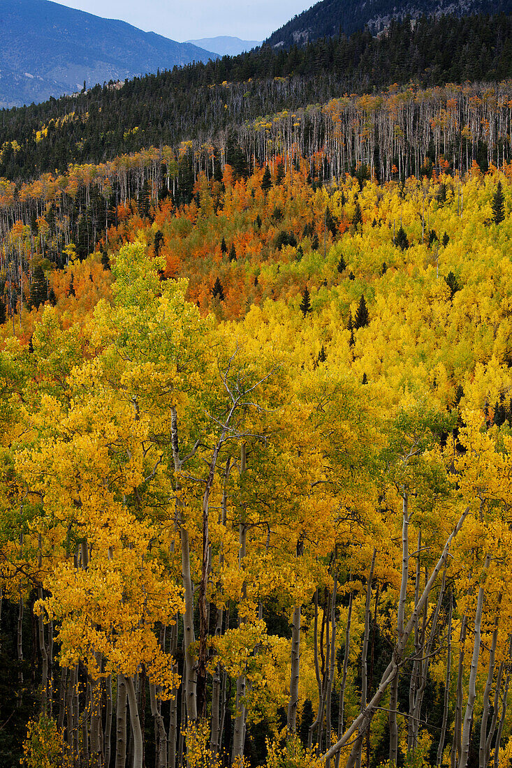 Aspen Trees in Autumn, Colorado, USA