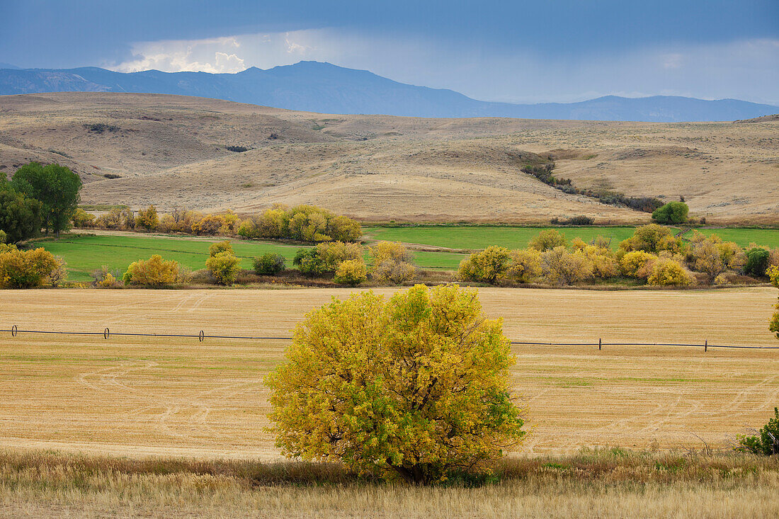 Weideland, Wyoming, USA