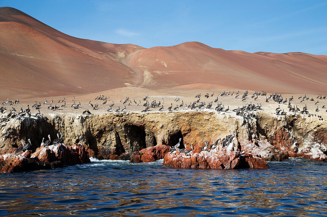 Pelican Colony at Wildlife Sanctuary on Ballestas Islands, Paracas, Pisco Province, Peru