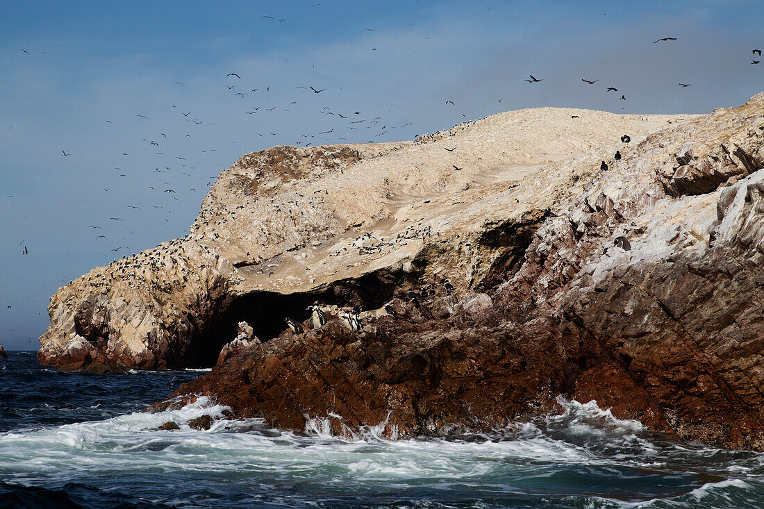 Pinguine auf der Wildlife Sactuary auf den Ballestas Inseln, Paracas, Provinz Pisco, Peru