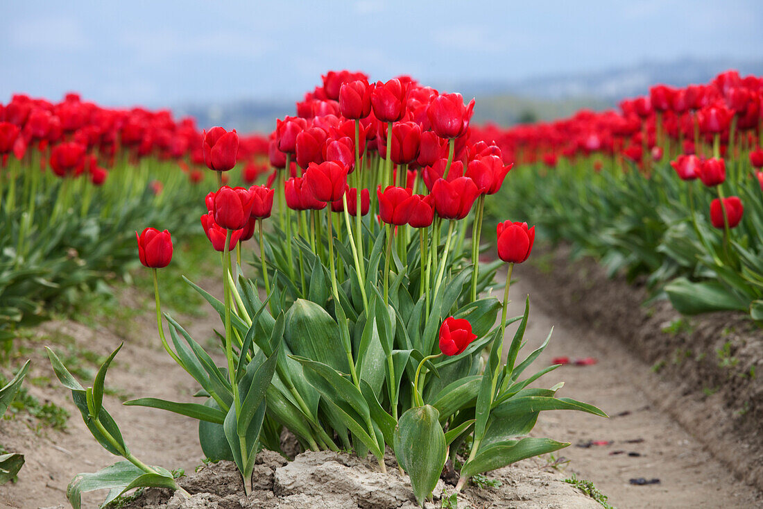 Tulip Farm, Skagit Valley, Washington, USA