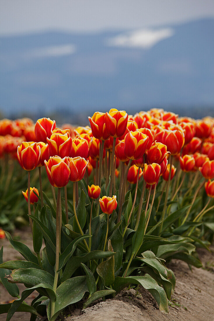 Tulip Farm, Skagit Valley, Washington, USA